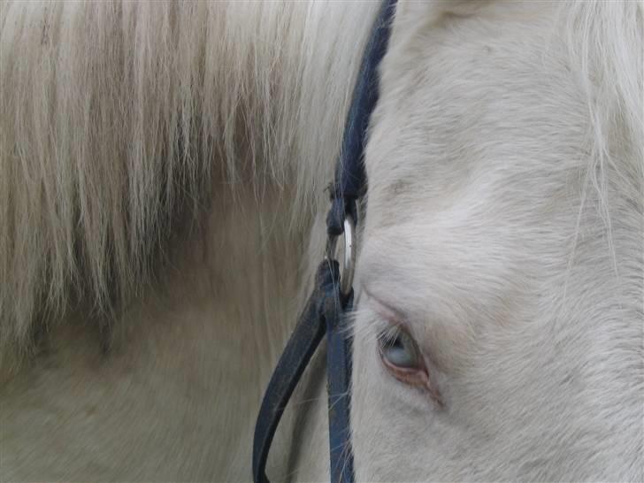Min gamle hest Blanco og Oldenborg følet Samantha - Blancos øje billede 39