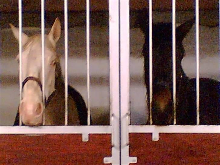 Min gamle hest Blanco og Oldenborg følet Samantha - Blanco og samantha i stalden billede 40