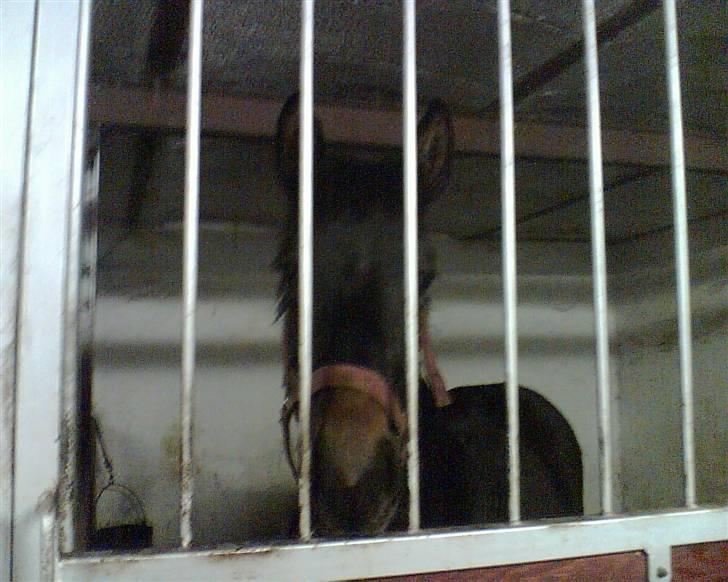 Min gamle hest Blanco og Oldenborg følet Samantha - Samantha billede 41