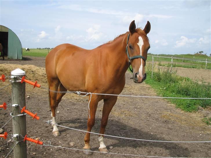 Fjollerier med Milo og co. - Hej. Rart altid at blive budt velkommen. billede 1