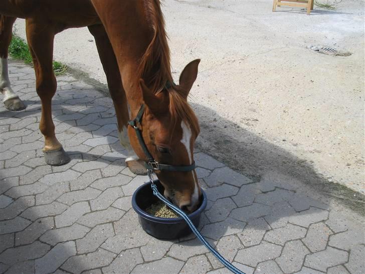 Fjollerier med Milo og co. - Nu har vi lært selv at spise af spanden billede 2