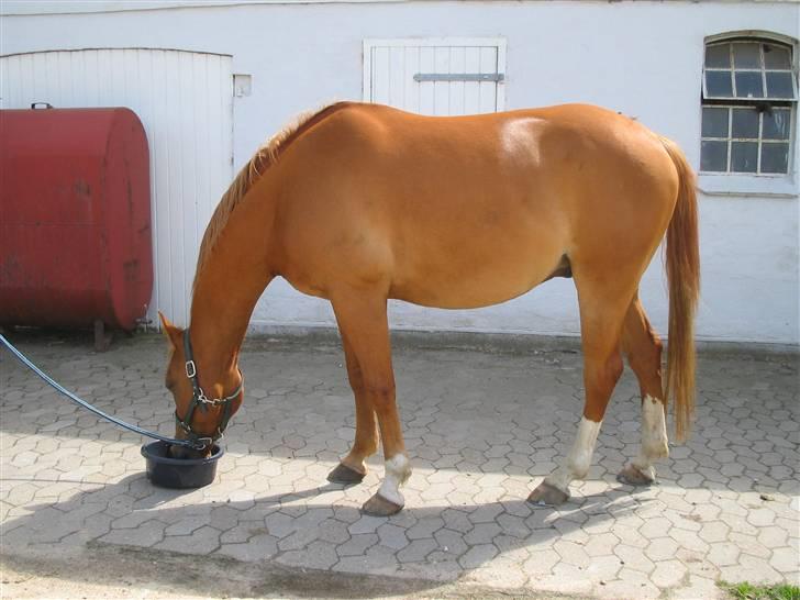 Fjollerier med Milo og co. - Spande kan være farlige, men heldigvis så ved vi at denne her ikke æder heste billede 3