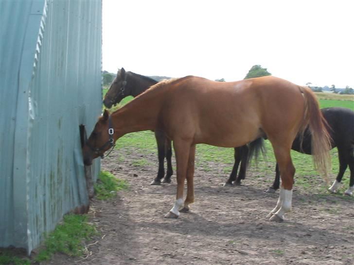 Fjollerier med Milo og co. - Jeg ved du er derinde Buller! Jeg kan se dig! billede 7