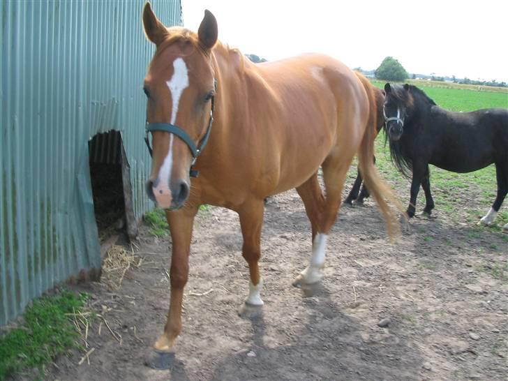 Fjollerier med Milo og co. - Hov... er du her endnu. billede 8