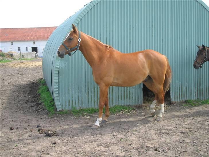 Fjollerier med Milo og co. - I'm the King Kong of the World XD billede 9