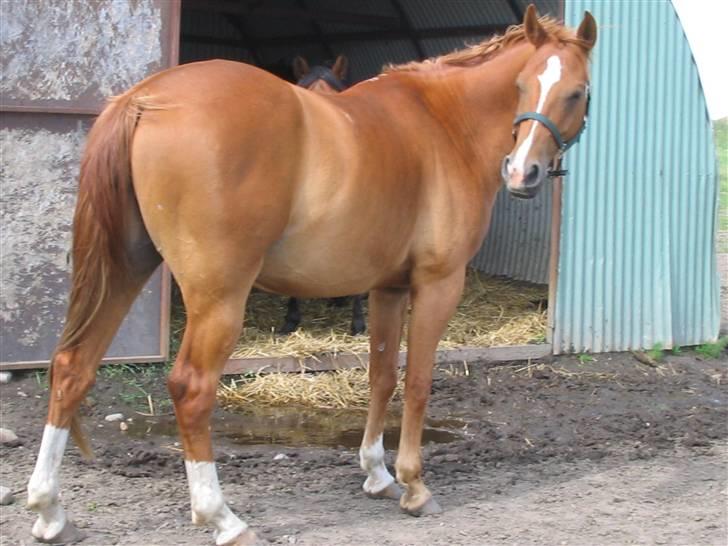 Fjollerier med Milo og co. - Nu får jeg vel ikke en stor r*v bagfra vel? billede 10