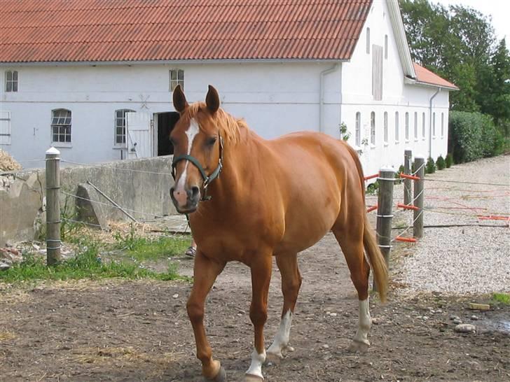 Fjollerier med Milo og co. - Folden inspiceres billede 11