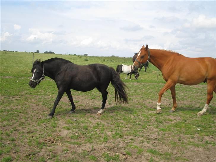 Fjollerier med Milo og co. - Og Dayligt står ikke lige der hvor det passer herren billede 12