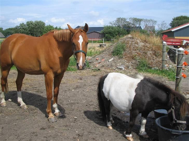 Fjollerier med Milo og co. - Er du her endnu?! Sig mig, bliver du aldrig træt af at tage billeder? billede 17