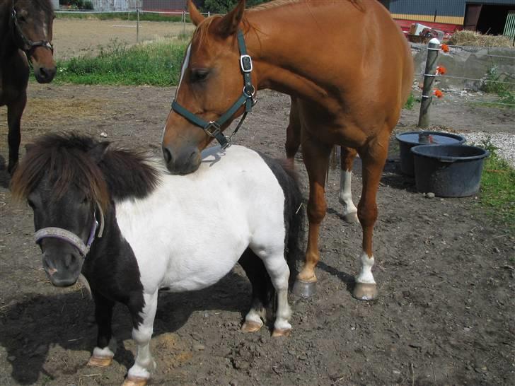 Fjollerier med Milo og co. - Milo og Buller billede 18
