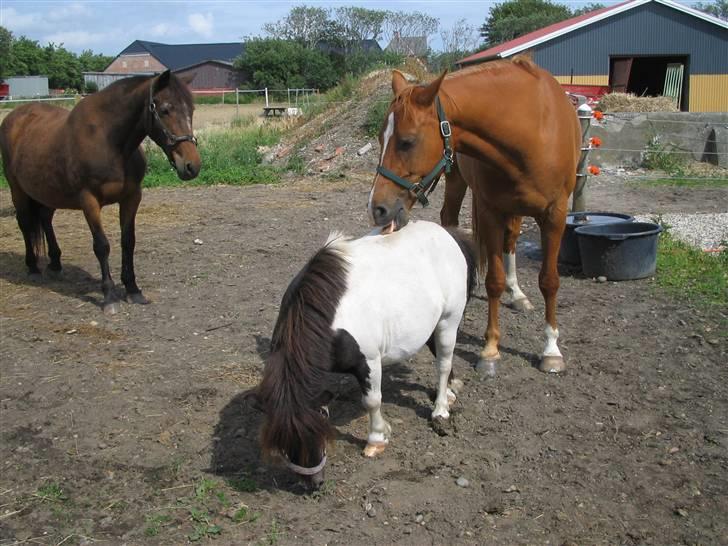 Fjollerier med Milo og co. - Ej Buller! Du er slet ikke ren nok til at være med her, billede 19
