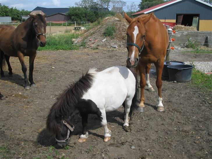 Fjollerier med Milo og co. - Hvad?! Jeg havde da overhovedet ikke tænkt mig at æde ham. På ære XD billede 20