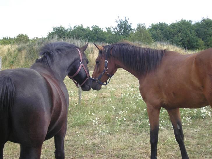 Lennox på stald nordskov billede 1