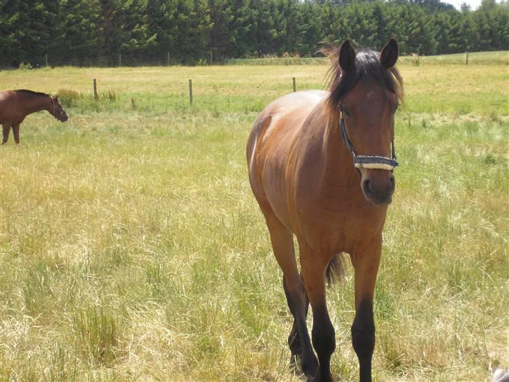 Lennox på stald nordskov billede 2