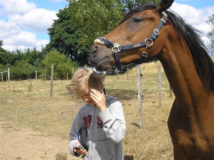 Lennox på stald nordskov billede 3