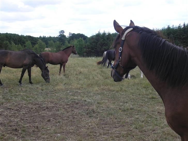 Lennox på stald nordskov billede 4
