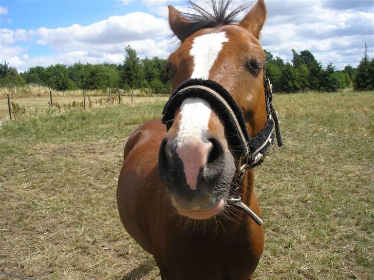 Lennox på stald nordskov billede 5