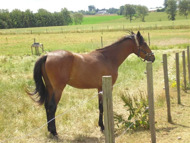 Lennox på stald nordskov billede 6