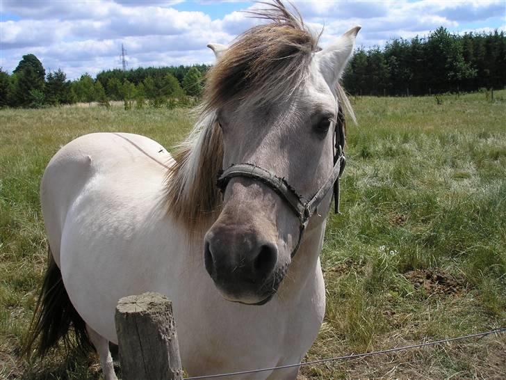 Lennox på stald nordskov billede 7