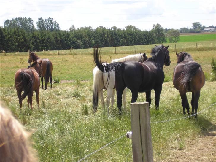 Lennox på stald nordskov billede 8