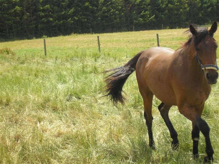 Lennox på stald nordskov billede 9