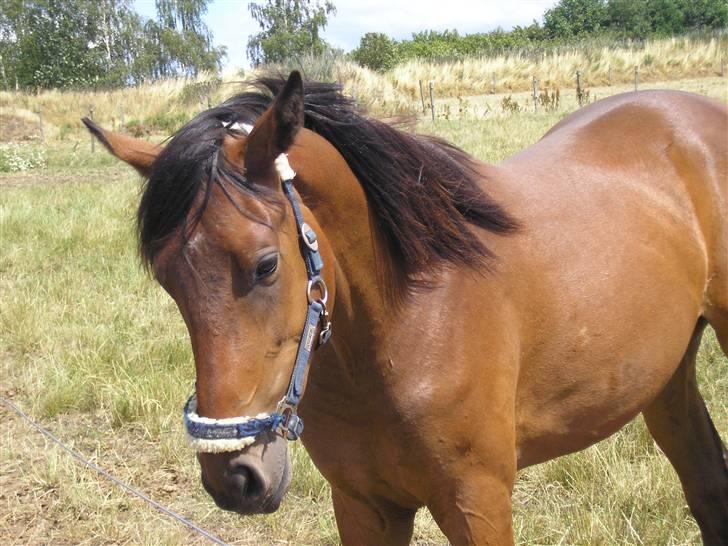 Lennox på stald nordskov billede 10
