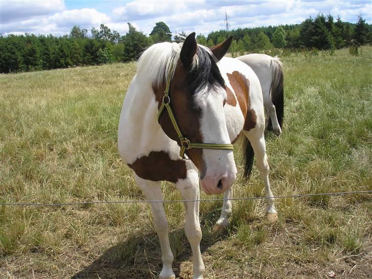 Lennox på stald nordskov billede 11