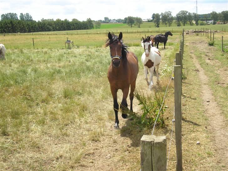 Lennox på stald nordskov billede 12