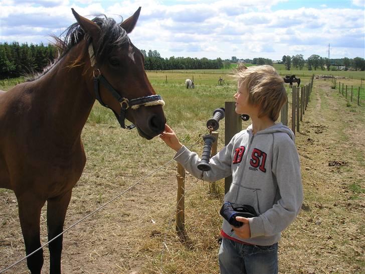 Lennox på stald nordskov billede 13
