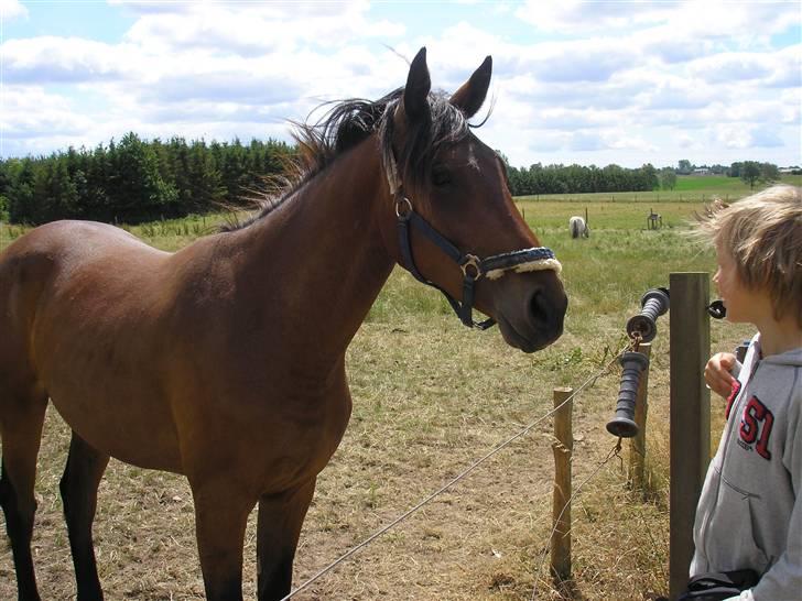 Lennox på stald nordskov billede 14