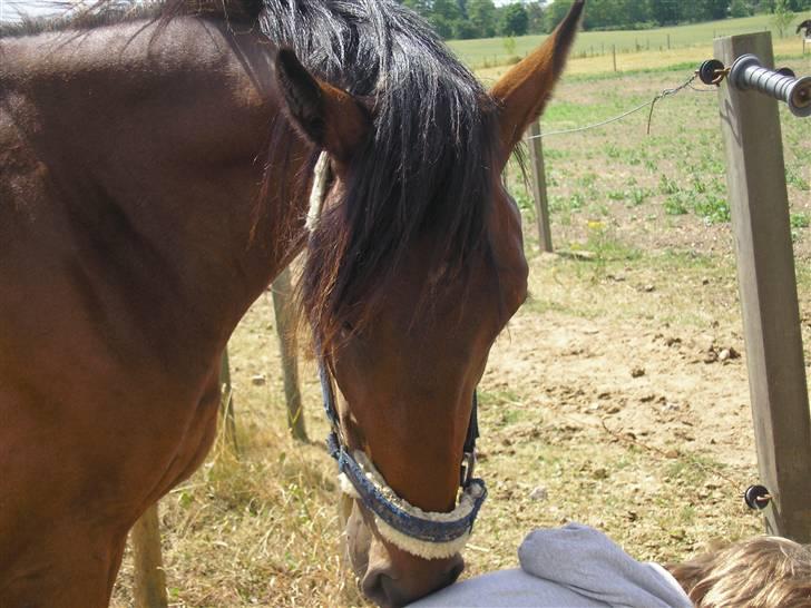 Lennox på stald nordskov billede 15