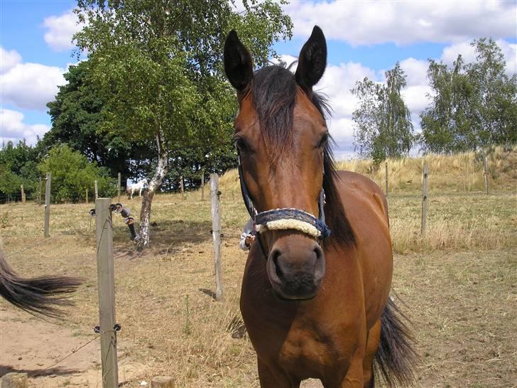 Lennox på stald nordskov billede 16