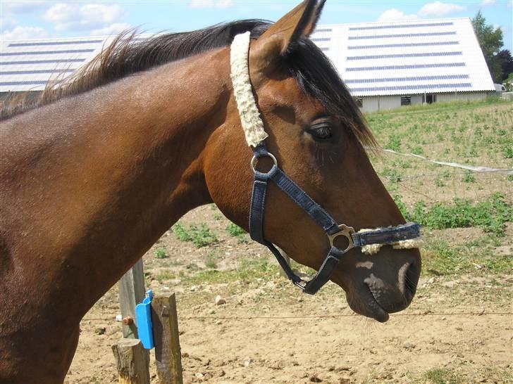 Lennox på stald nordskov billede 18