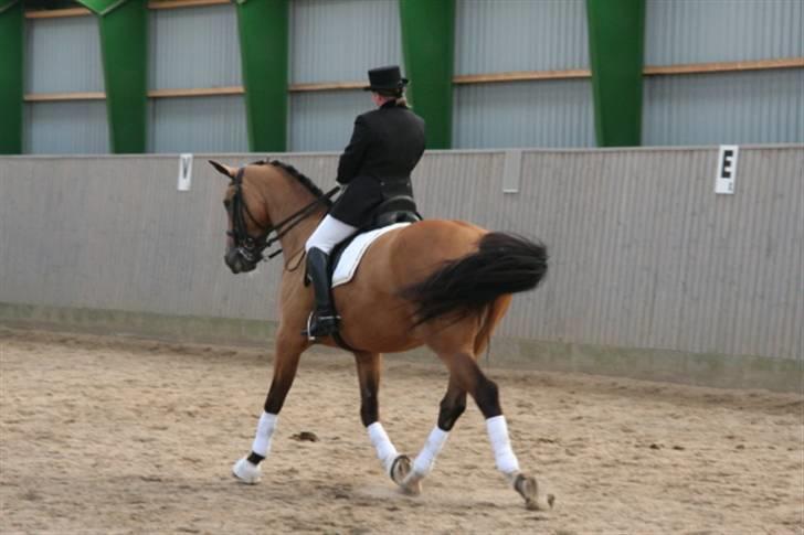 Opvisning på Sindal Rideklub 9/8-08 billede 14