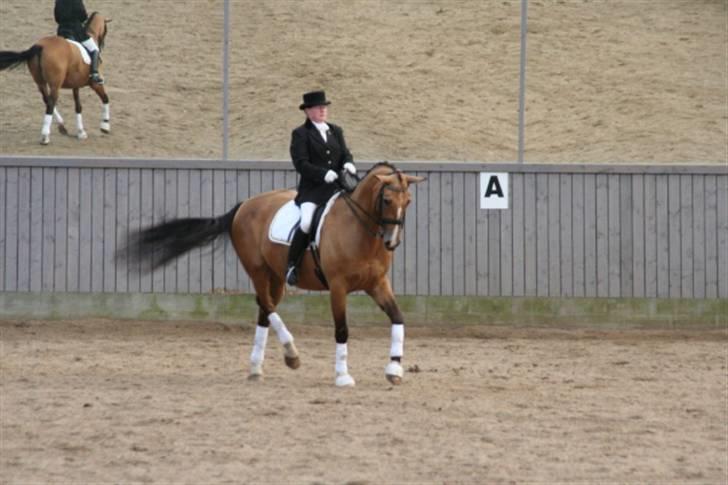 Opvisning på Sindal Rideklub 9/8-08 billede 15