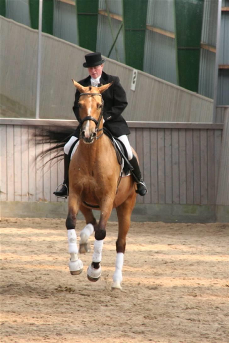 Opvisning på Sindal Rideklub 9/8-08 billede 34