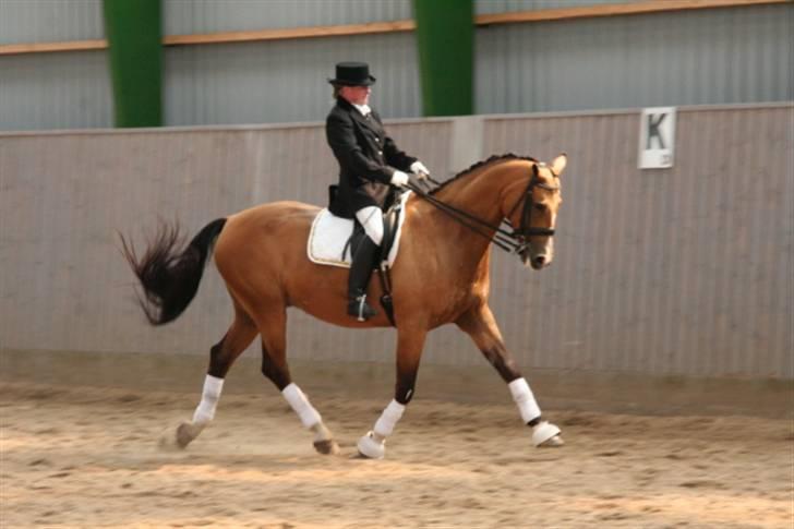 Opvisning på Sindal Rideklub 9/8-08 billede 38