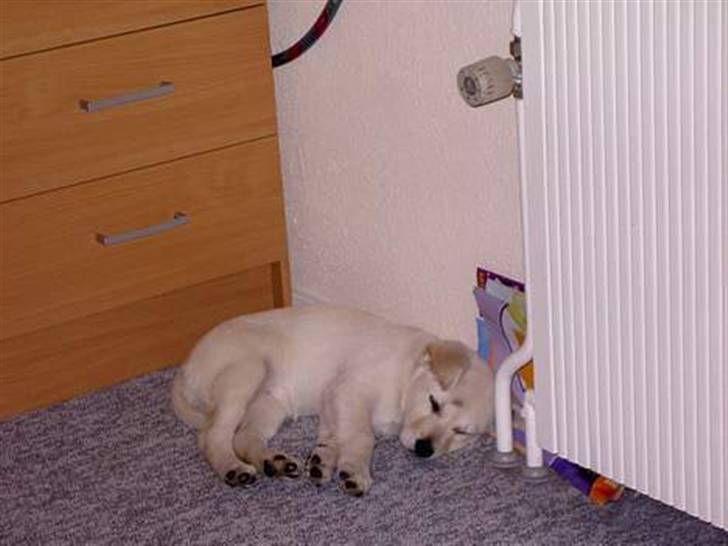 Min søde hund, Blondie. - Nuurh, Blondie som hvalp. billede 26