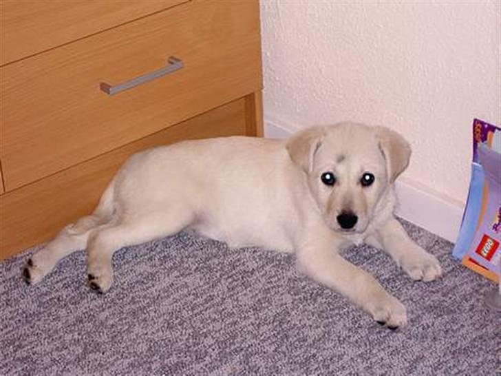 Min søde hund, Blondie. - Hun må havde været omkring 9-10 uger der, hun er virkelig sød. billede 27