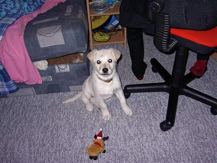 Min søde hund, Blondie. - Hun er min lille isbjørn. billede 28