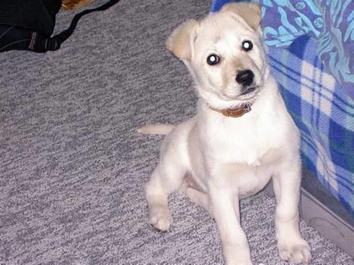 Min søde hund, Blondie. - Min elskede vovse, i mini form, min lille hund har været sådan en lille nuttet baby::) billede 30