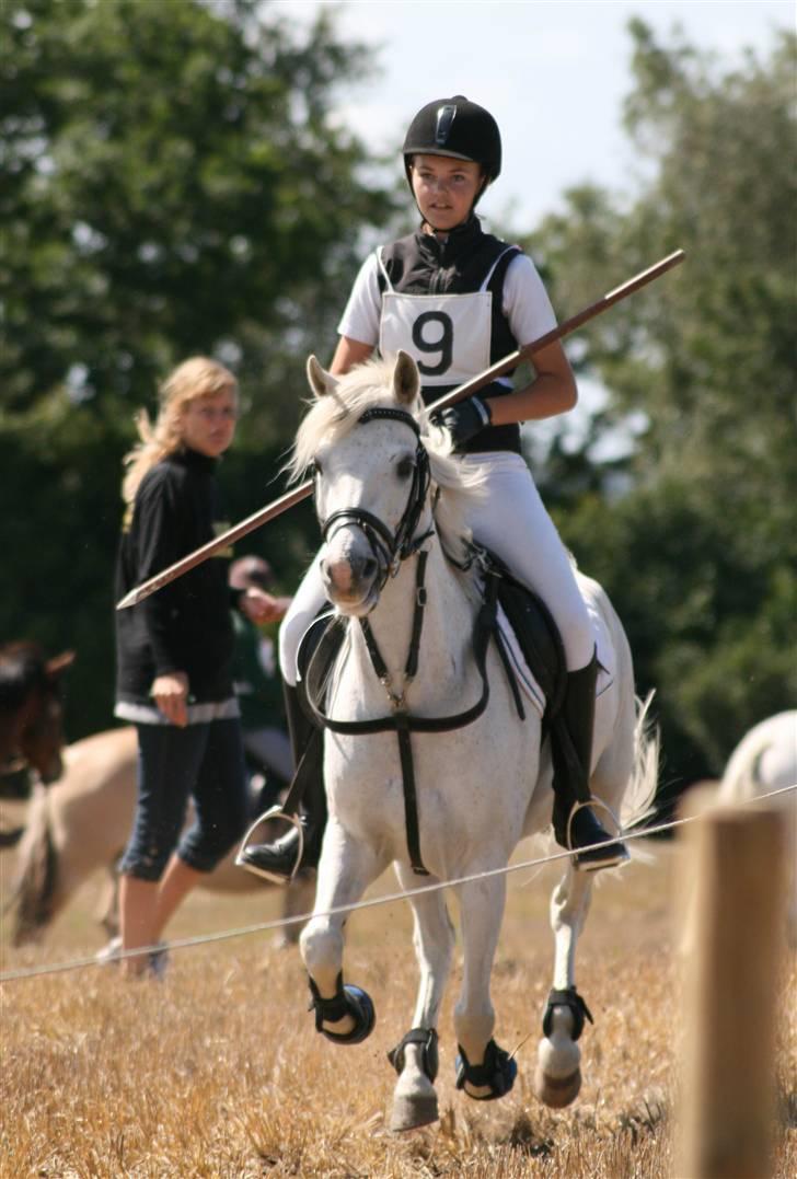 Ringridning i Løve billede 2