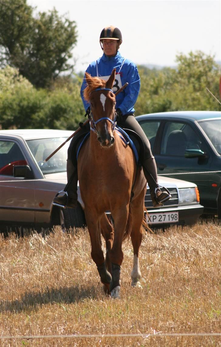 Ringridning i Løve billede 5