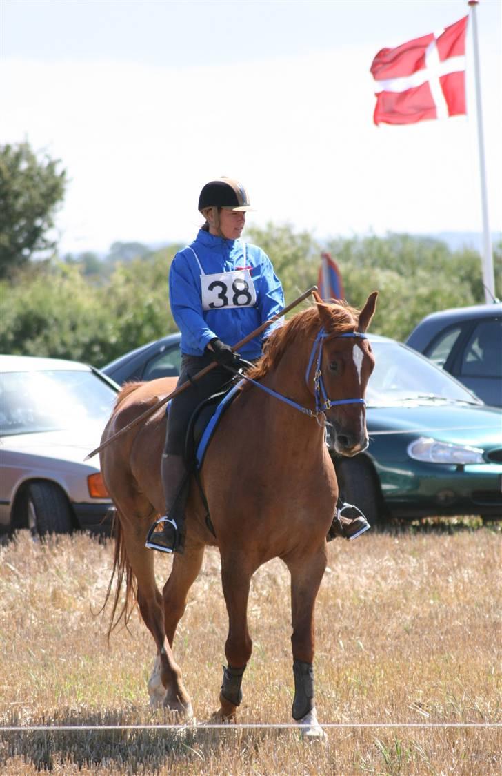 Ringridning i Løve billede 6