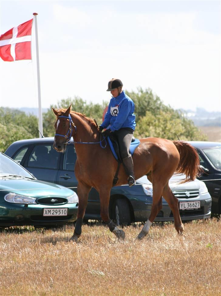Ringridning i Løve billede 8