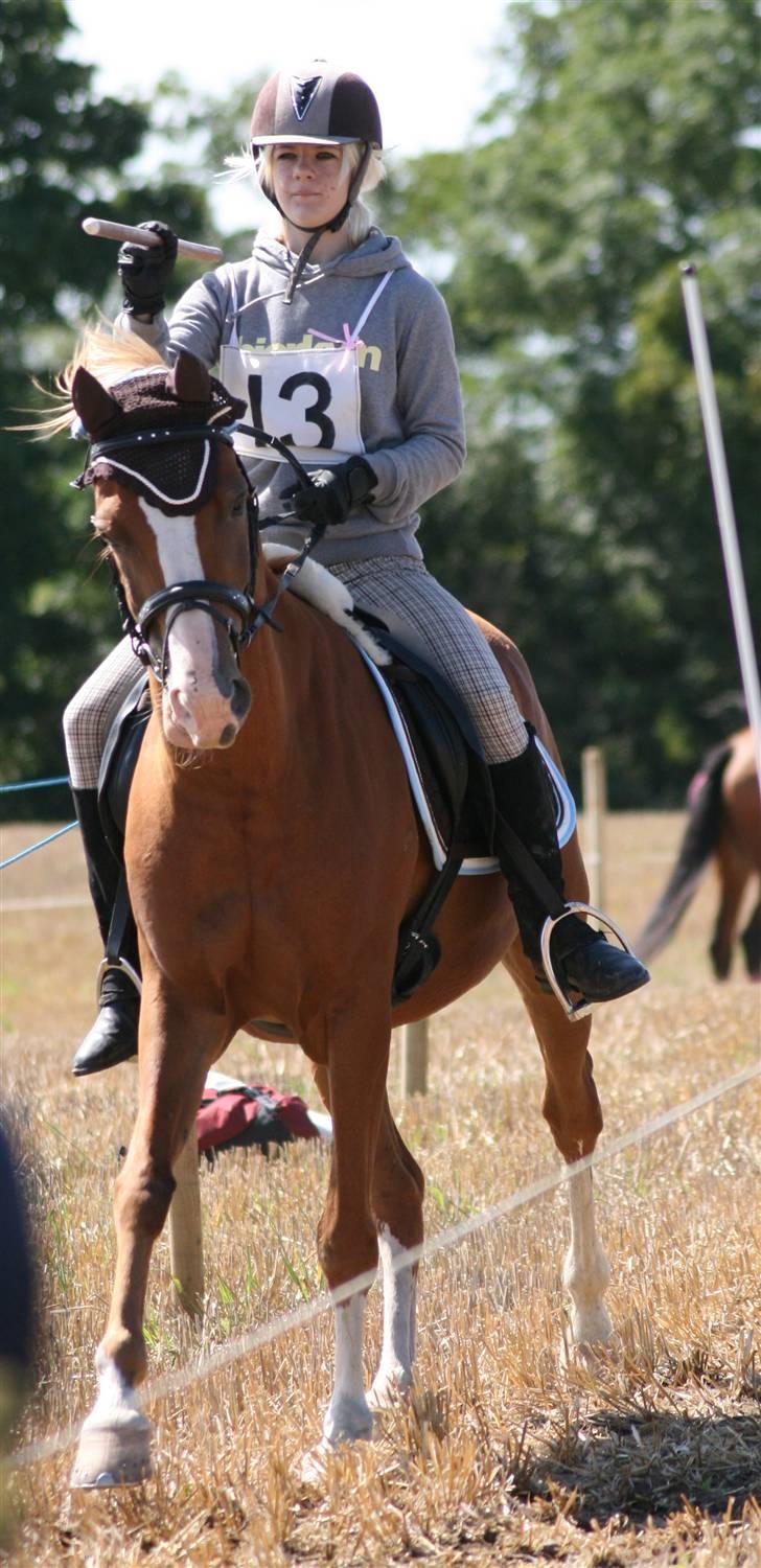 Ringridning i Løve billede 9