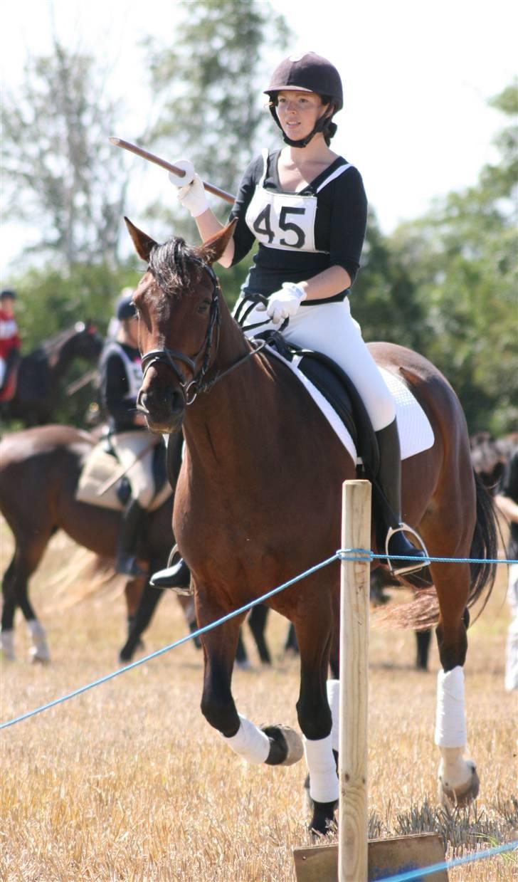 Ringridning i Løve billede 12