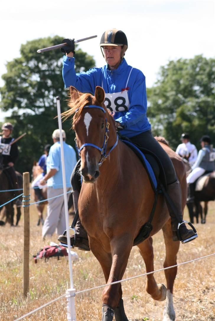 Ringridning i Løve billede 14