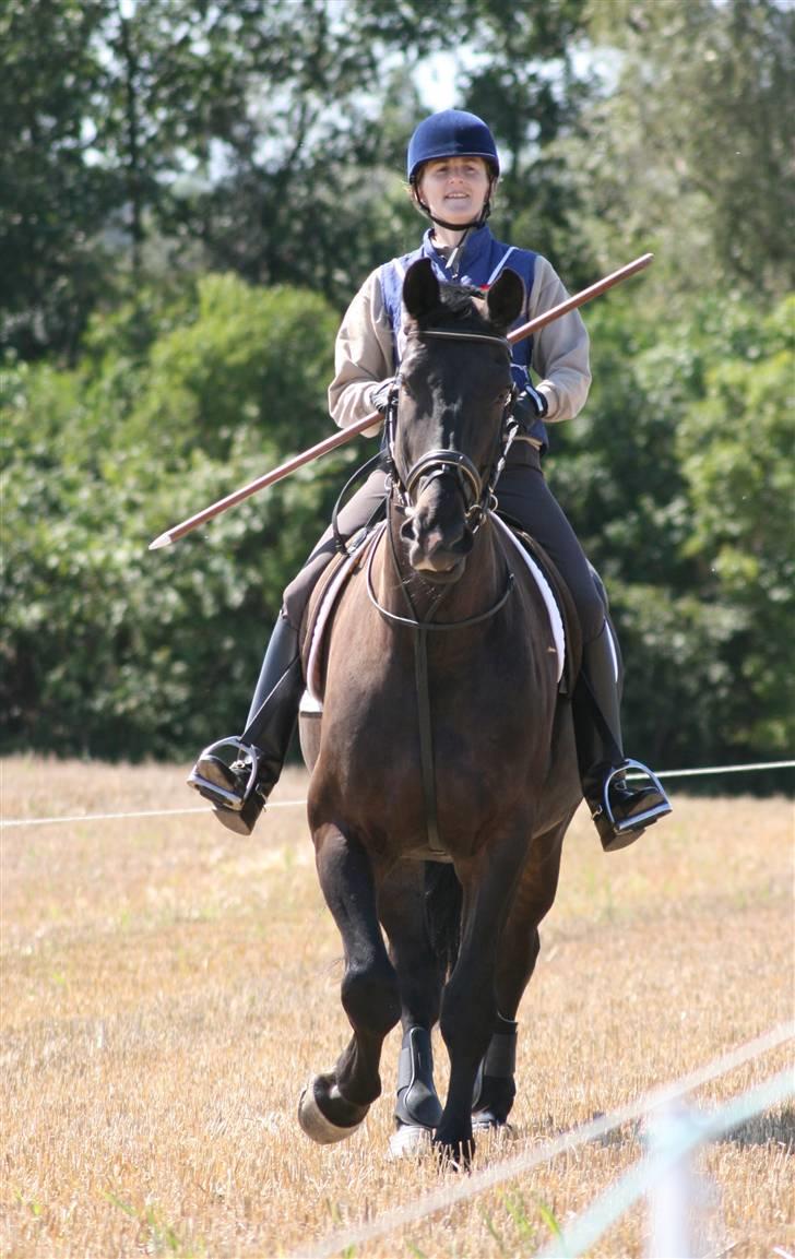 Ringridning i Løve billede 15