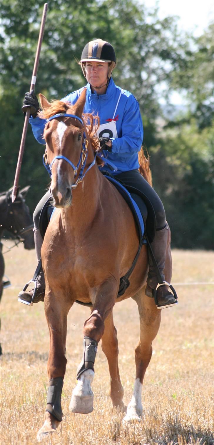 Ringridning i Løve billede 17